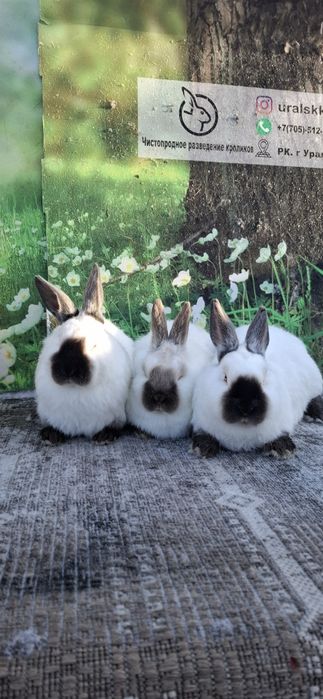 Кролики Евро калифорния