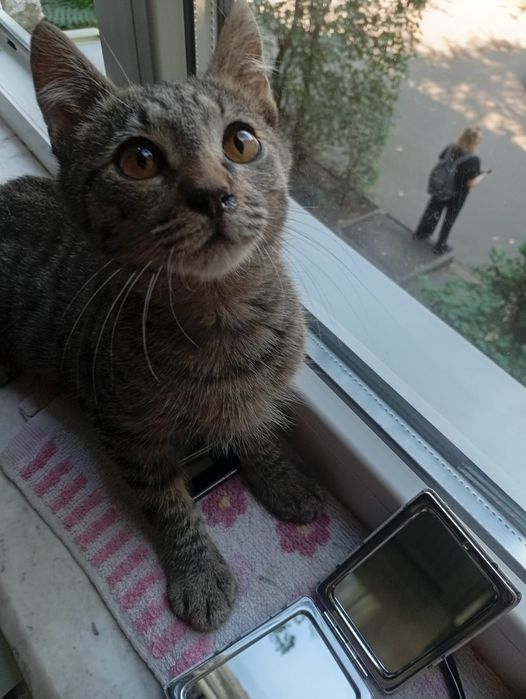 БЕСПЛАТНО! Ищем дом котику.