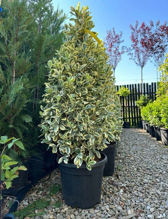 Plante ornamentale