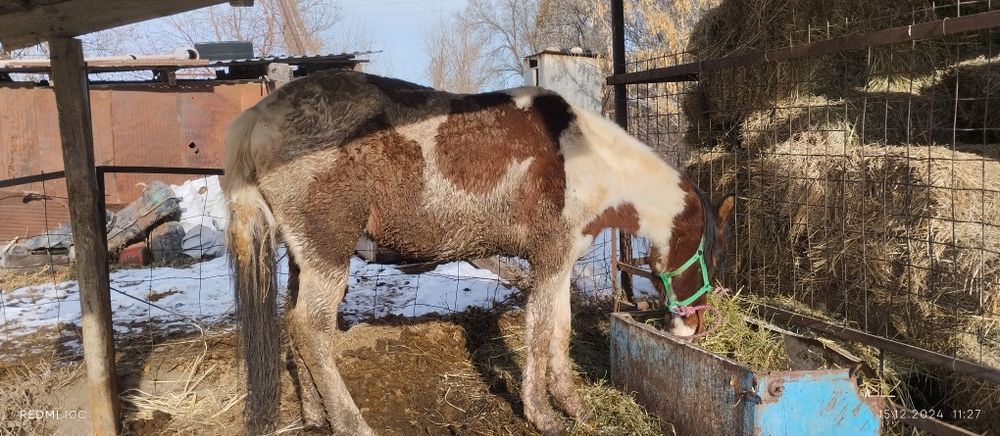 Продаётся лошадь на согым 600,000