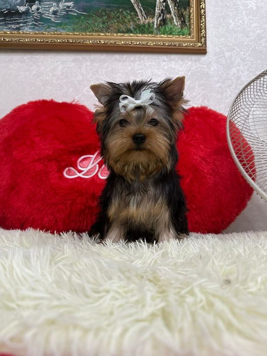 Йоркширский терьер мальчик