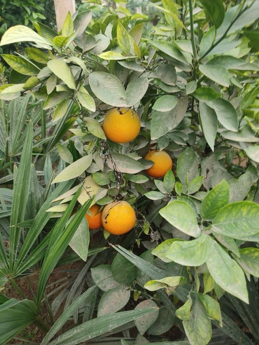 Apilsin,Mandarin,Kumkuvat,Pomello