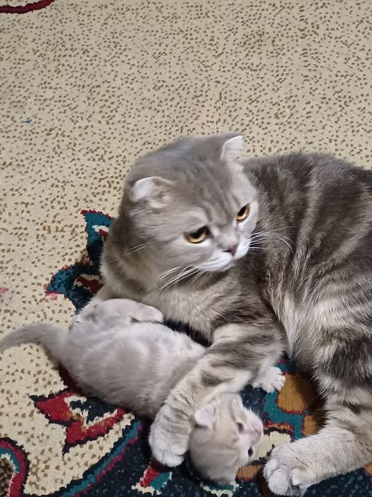 Шотланские вислоушки