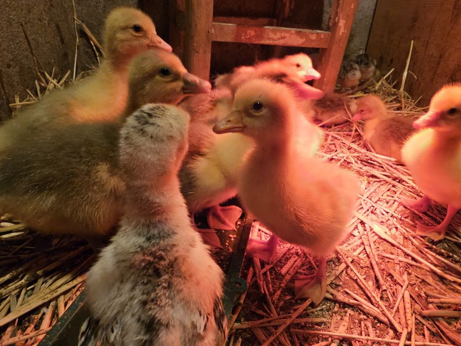 Boboci de Gâscă Românească