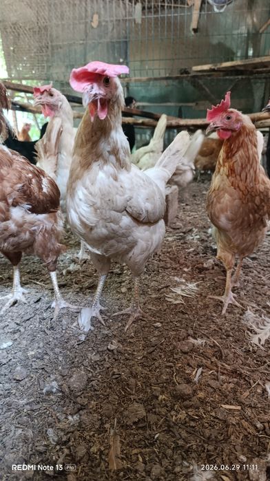 Продам домашних кур.