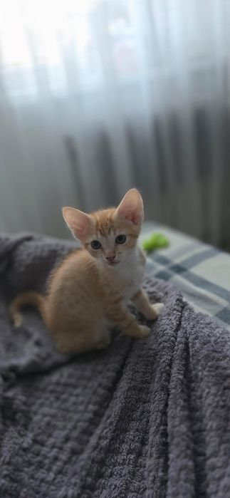 Продам котят два мальчика