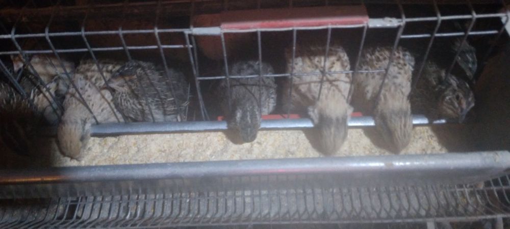 Prepelite jumbo gold Japoneza  mare 3 sapt,5 saptpt