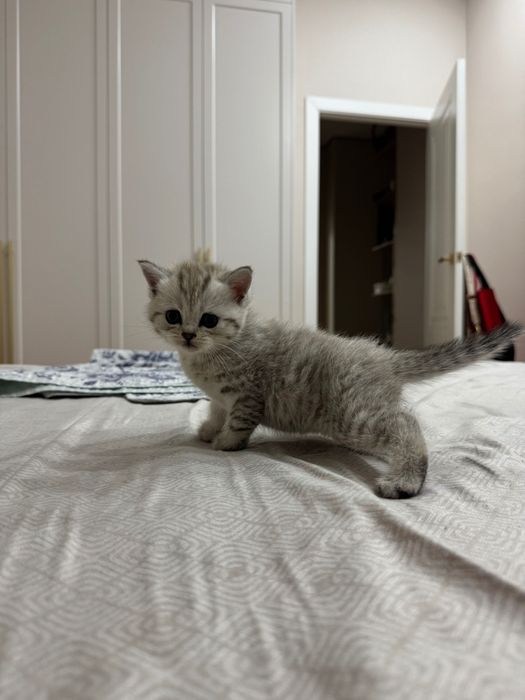 Шотландские котята