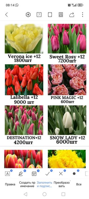 Тюльпаны голландский