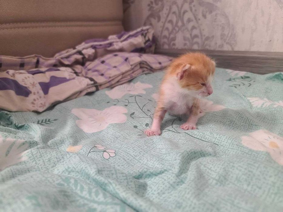 Отдаю котят в хорошие руки.