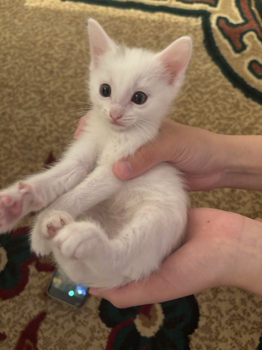 Отдам в добрые руки котят