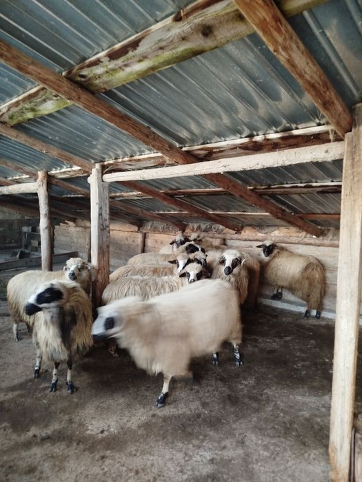 Vând 10 oi și 2 berbeci