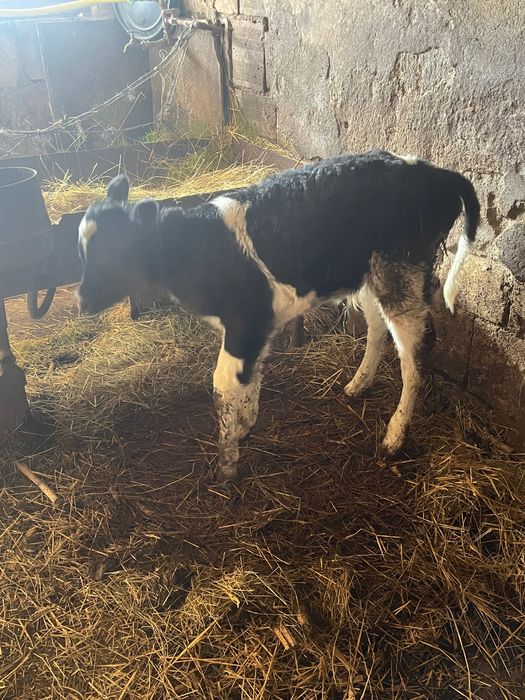 Селскостопански животни