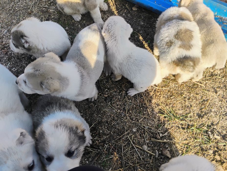 Породисти кученца