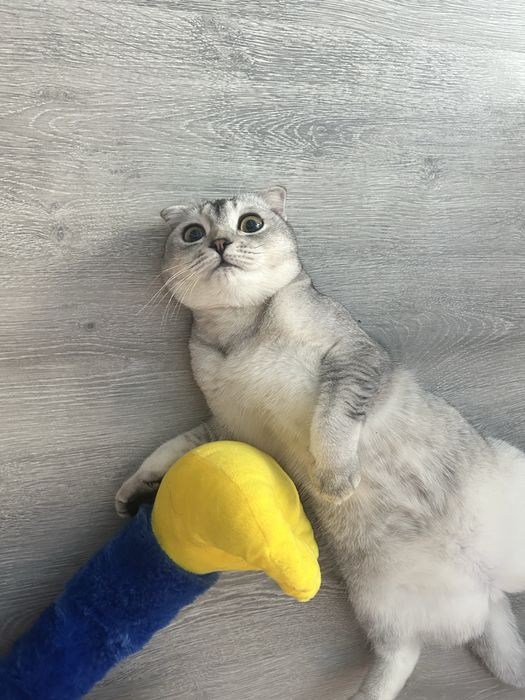 Стерлизованная шотландка