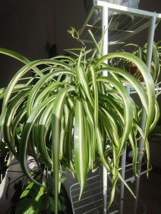 Хлорофитум обычный, хлорофитум кудрявый