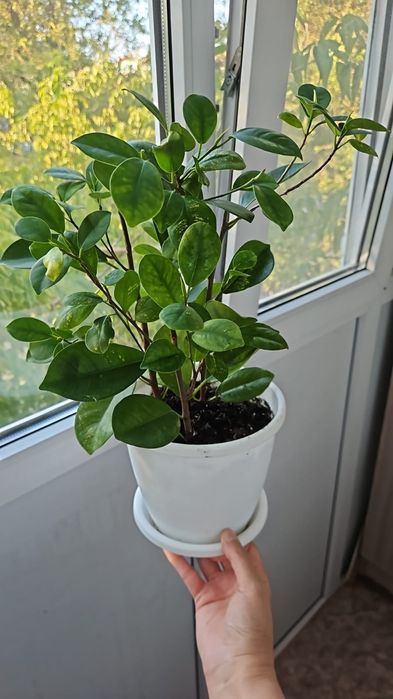 Комнатные растения от 2000