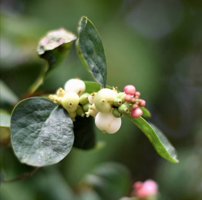 Снежноягодник кустарник декоративный, ЗКС