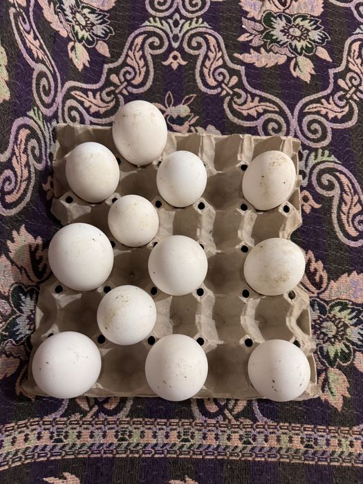 Яицо гусиное холмогор