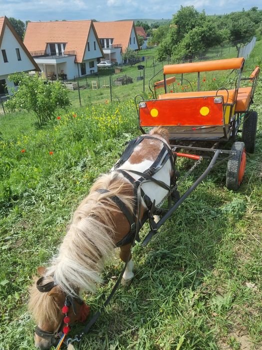 Vand ponei mini.
