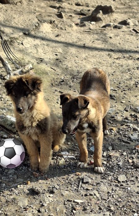 Donez doi catei de cinci luni