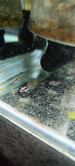 Стурисомы Панамская 50000