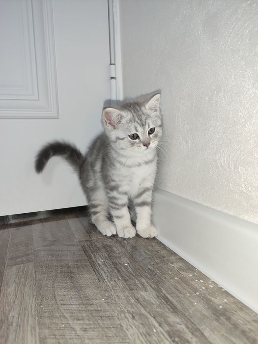 Mushuk bolasi sotiladi 2ta qoldi