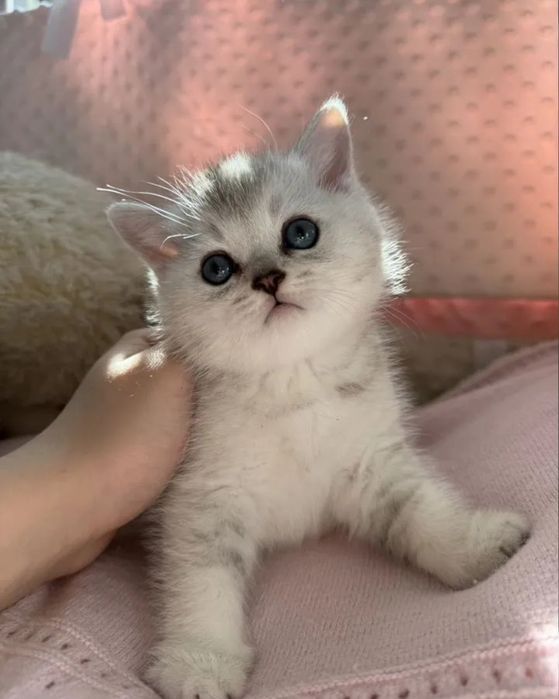 Шикарные котята 1.5 мес шиншиллы
