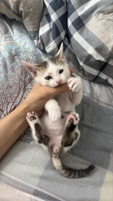 Котенок мальчик в добрейшие руки