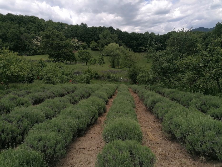 Vând floare de lavandă uscată și buchete uscate