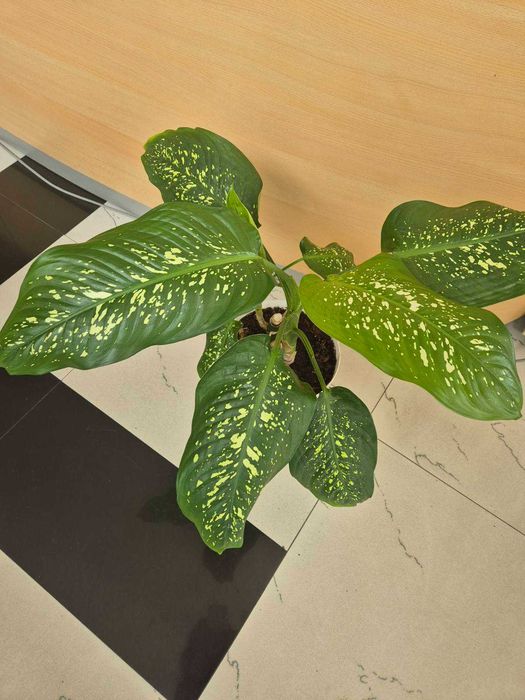 Стайно цвете -Дифенбахия