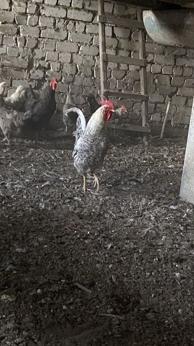 Продам молодые петухи барковский