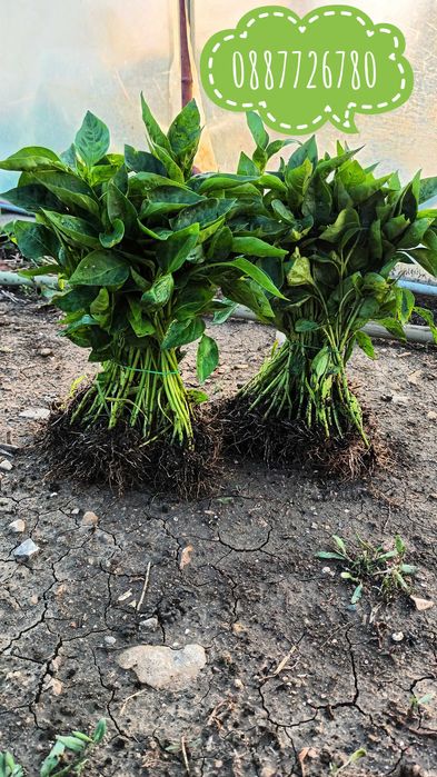 Готов разсад ранни домати краставици ягоди