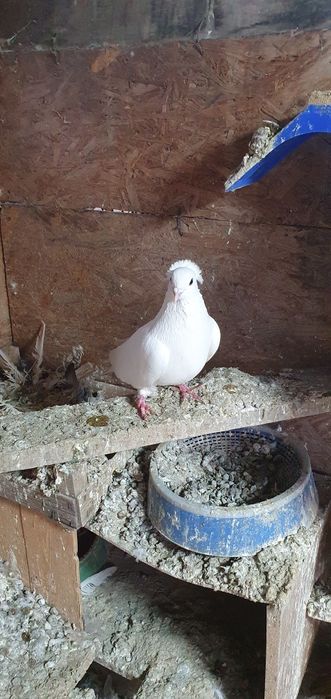 Голуби бойные разных мастей