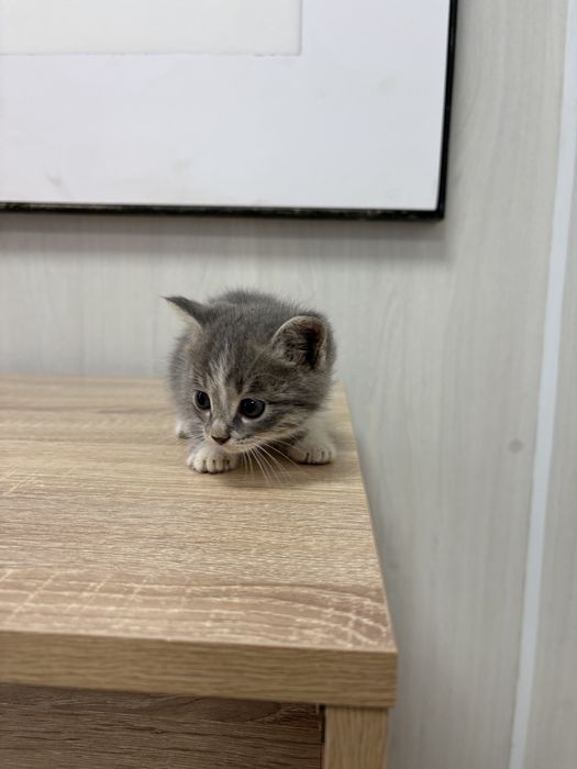 Котята в добрые руки :)