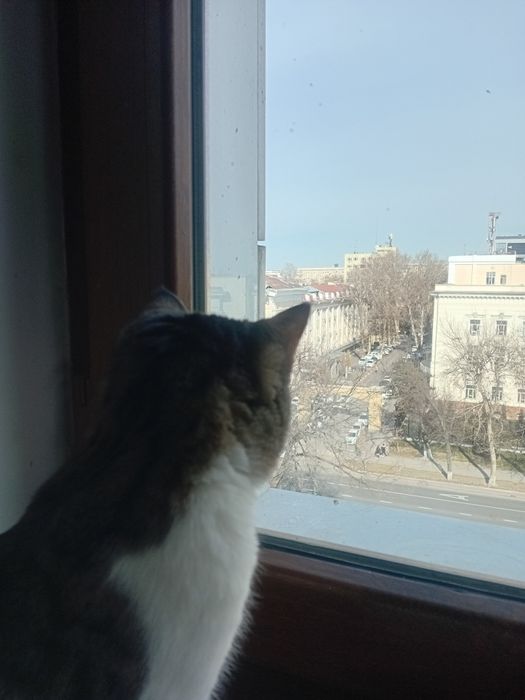 Кися по имени макс