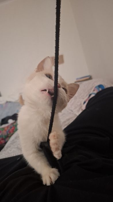 Котенок ищет хлзяев