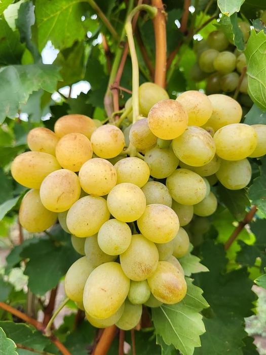 Butași Viță De Vie Certificați Anul 3 De Vegetație