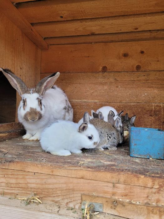 Iepurasi de vânzare