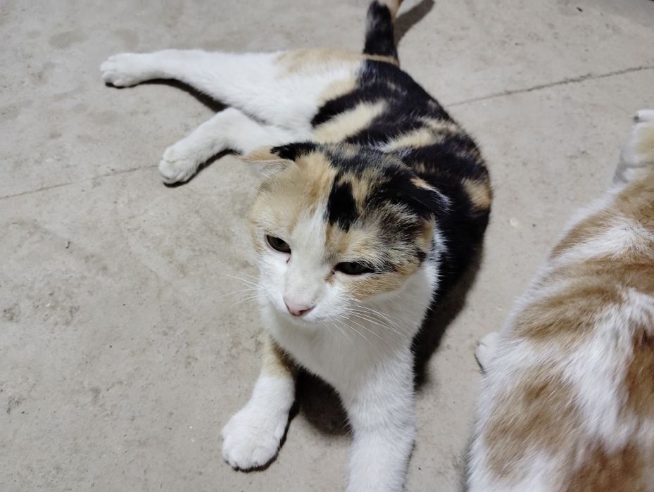 Zotli Scottish fold sotiladi