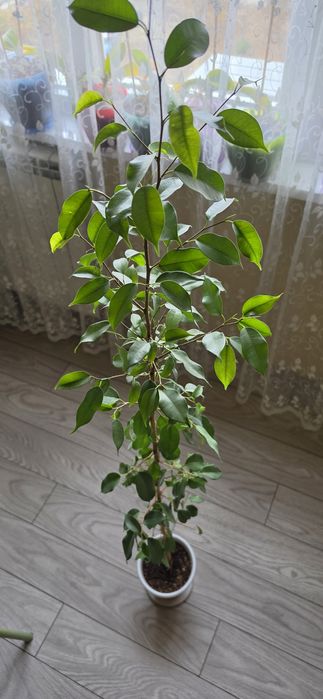 Бенджамин на 10 г.