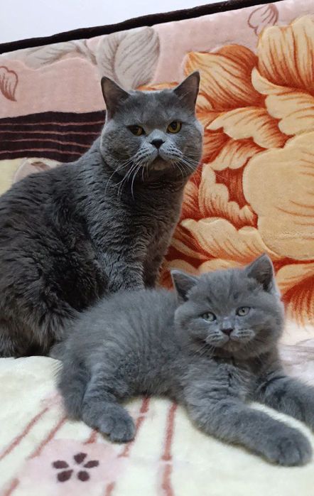 Продается Скоттиш страйт