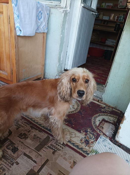 Здравствуйте ищу ищем сучку для кабеля