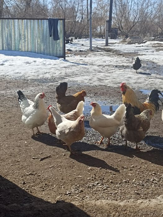 Инкубационный яйца