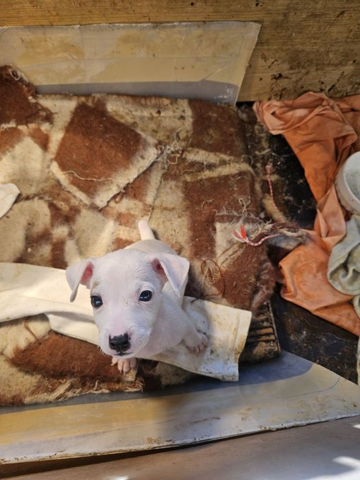 Джак Ръсел бебета