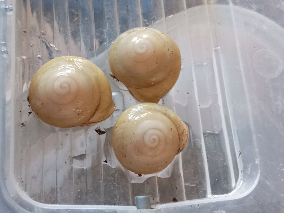 Продам улиток древесники