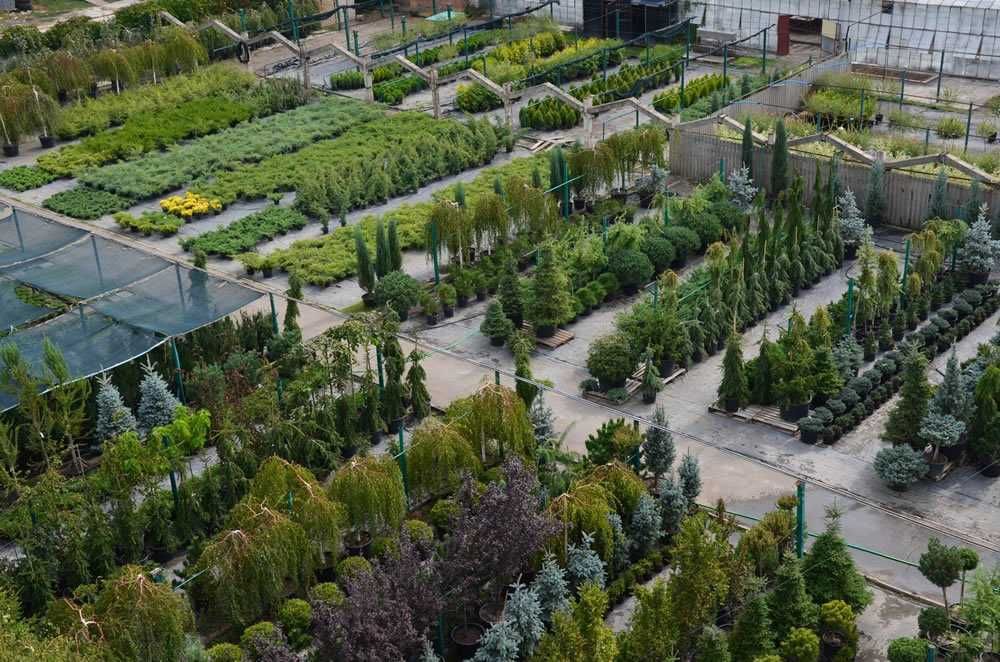 Питомник растений, деревья, кустарники, цветы