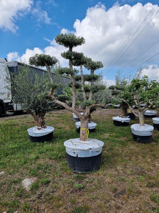 Maslini seculari în stoc