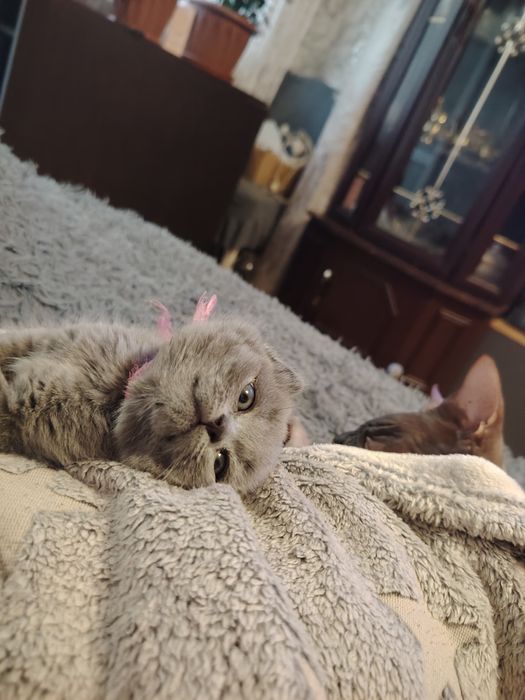 Шотландские котята фолдики