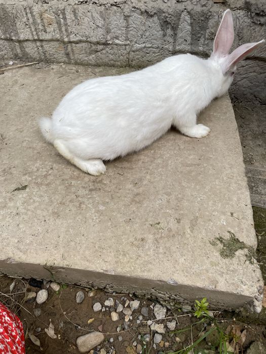 Quyon erke zoti toza